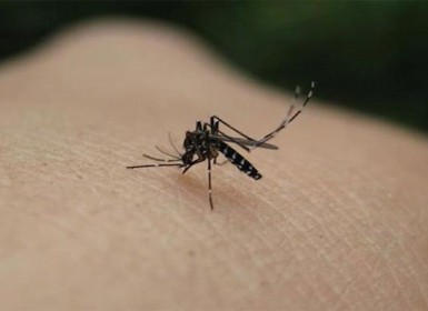 Giải trí: Bị muỗi cắn nên làm gì?